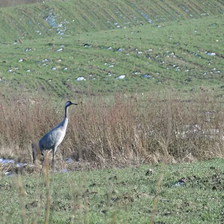 Feriegård Zywe Kruklanki