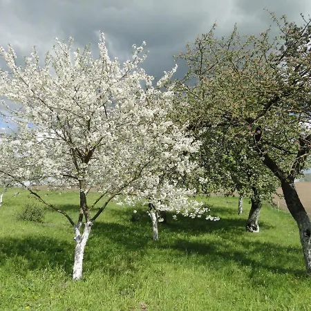 Zywe Kruklanki