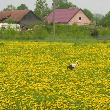 Zywe Kruklanki